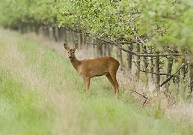 CHASSE